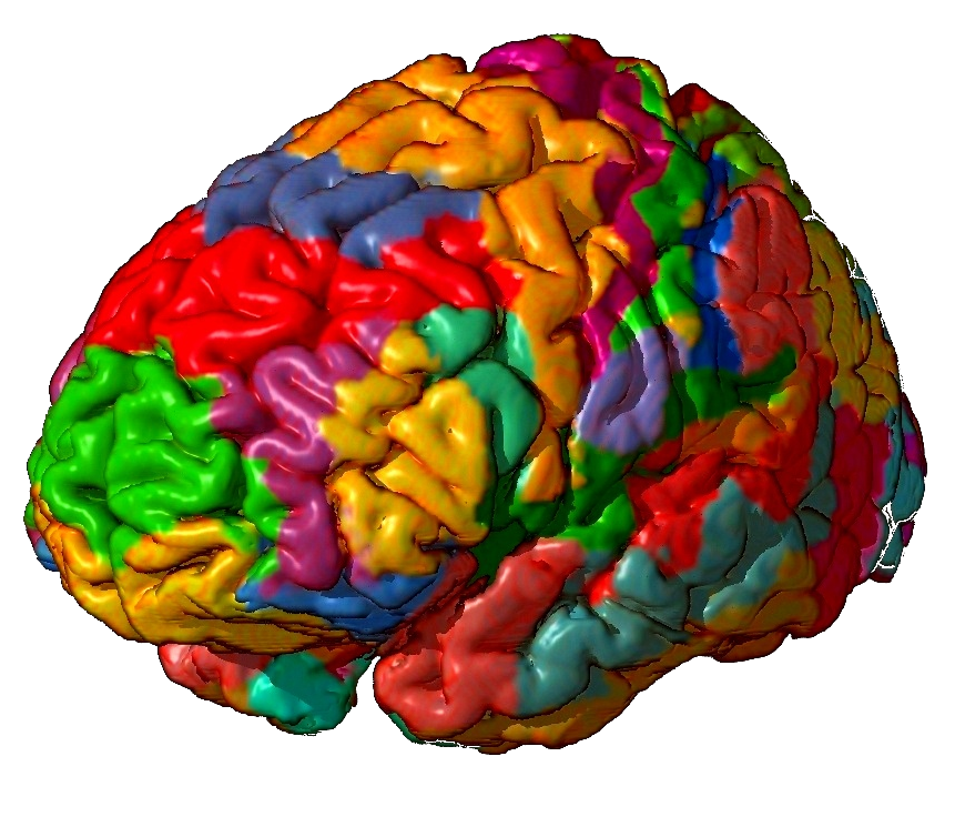 5 см мозга. Мозг поля Бродмана. Цитоархитектонические поля Бродмана. Карта цитоархитектонических полей коры головного мозга. Нижнетеменной синдром нейропсихологии поле Бродмана.